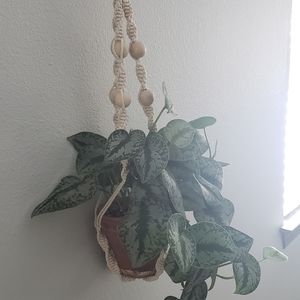 Hanging Macrame Plant Holder